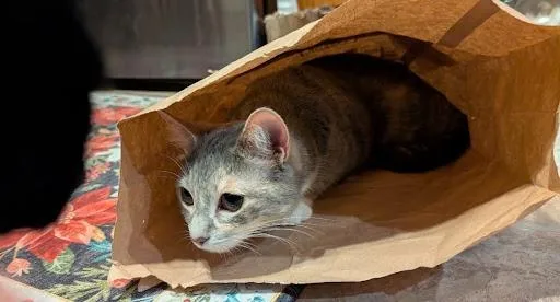 An adult large-sized female Blue Cream Domestic Medium Hair cat named Dusty Rose for adoption in Homewood, IL