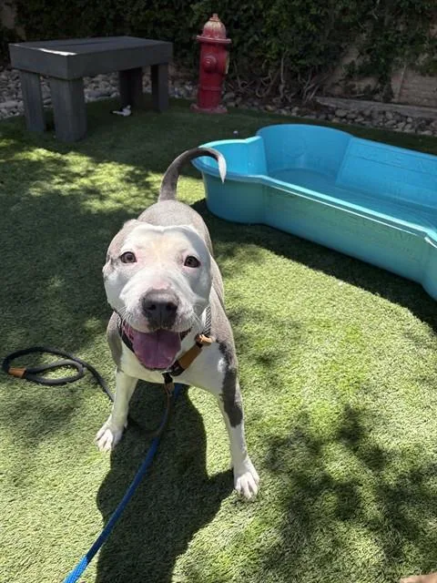 An adult large-sized female Pit Bull Terrier dog named Cool Whip for adoption in San Jose, CA