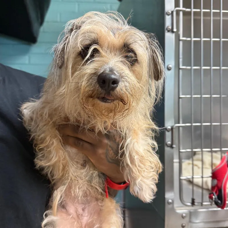 An adult small-sized female Brown / Chocolate Yorkshire Terrier dog named Ella for adoption in Philadelphia, PA