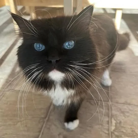 An adult medium-sized male Black Ragdoll cat named Sebastian C for adoption in Princeton, MN