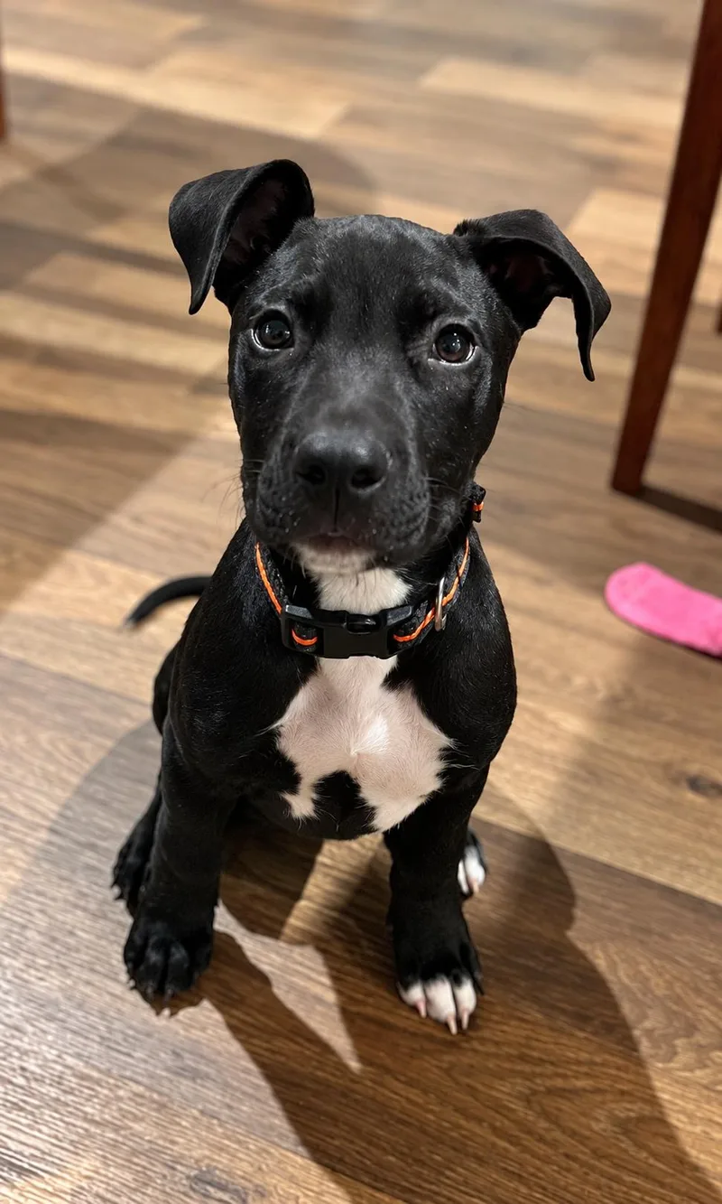 A baby medium-sized male White / Cream Labrador Retriever dog named Shadow for adoption in Pleasant Valley, NY