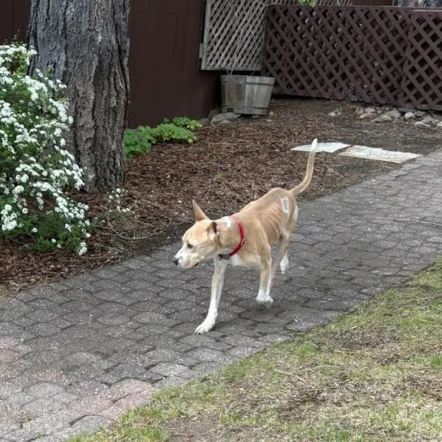 An adult medium-sized male White / Cream Pit Bull Terrier dog named Kyler for adoption in Incline Village, NV