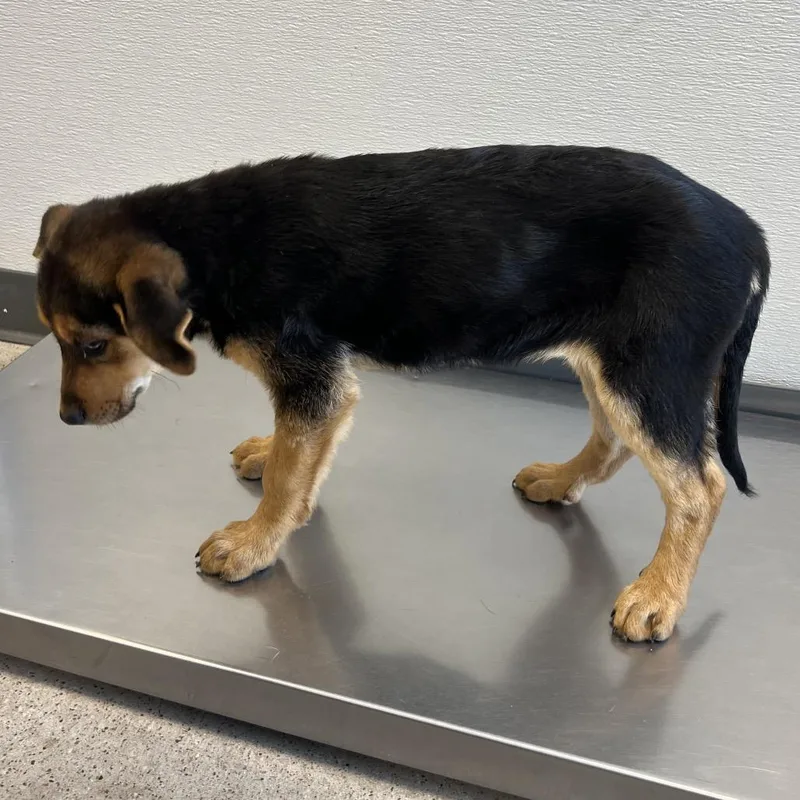 A baby medium-sized female Black Mixed Breed dog named Blossom for adoption in Las Cruces, NM