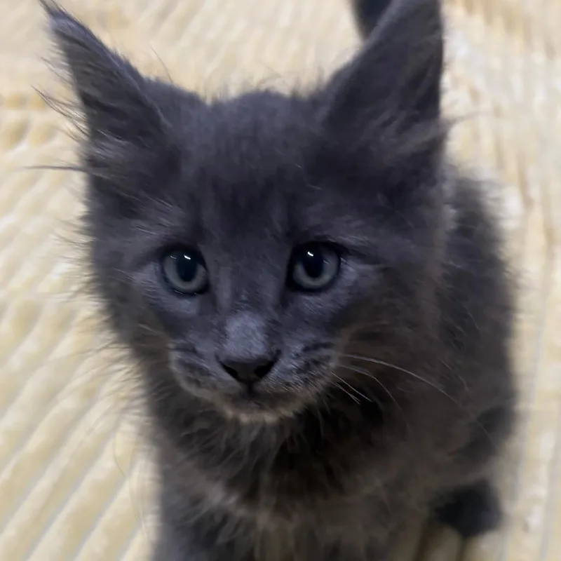 A baby small-sized male Gray / Blue / Silver Persian cat named Kane Wkh for adoption in Independence, MO