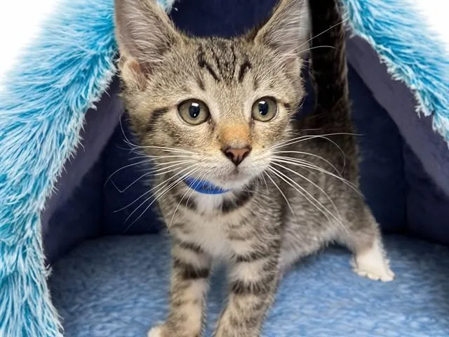 A baby medium-sized male Domestic Short Hair cat named Raiden for adoption in Fort Lauderdale, FL