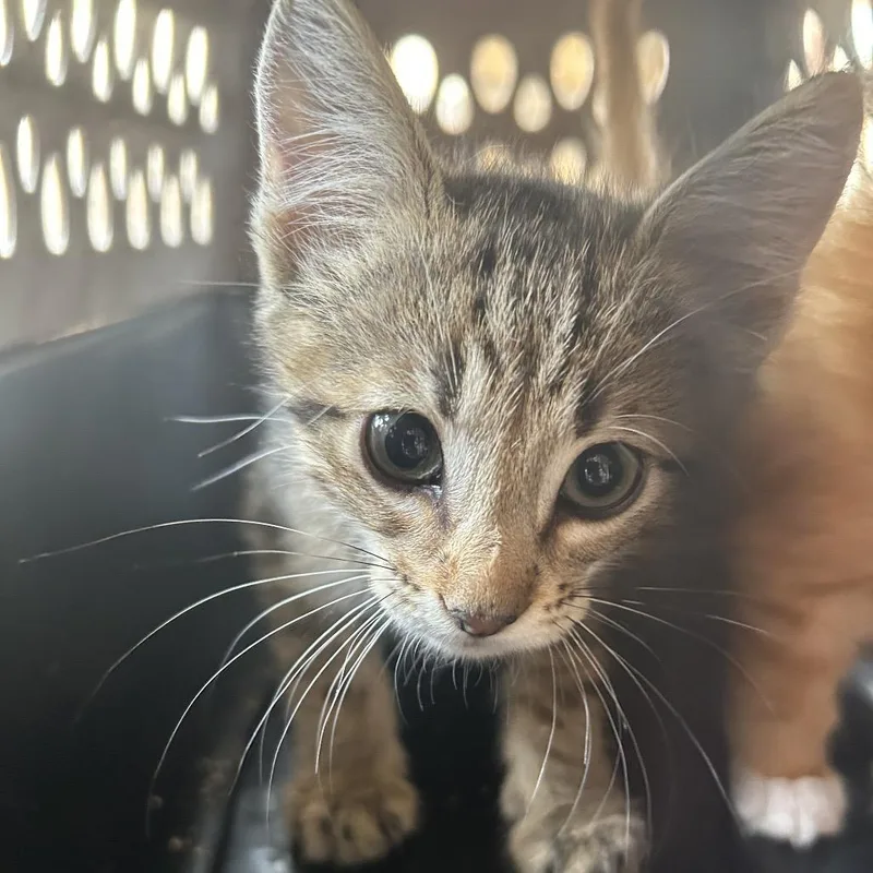 A baby small-sized male Brown / Chocolate Domestic Short Hair cat named Beans for adoption in Odessa, TX