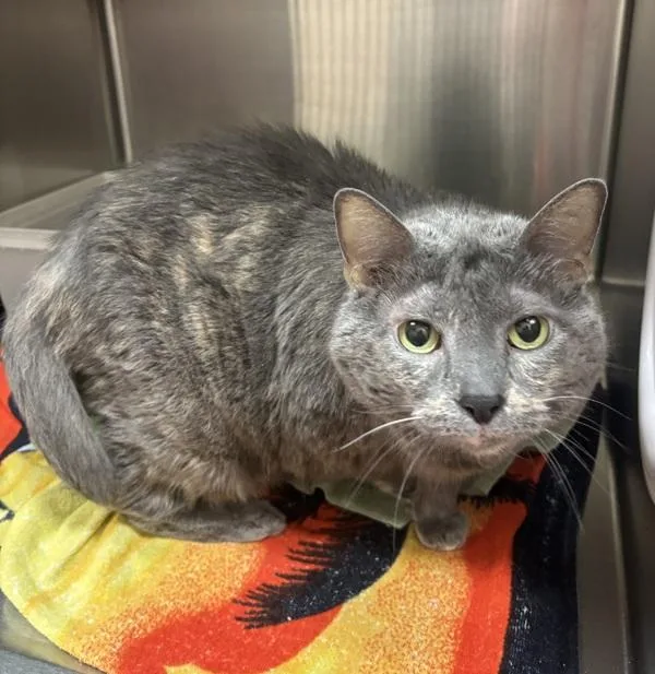 A senior small-sized female Domestic Long Hair cat named Smokey for adoption in Stratham, NH