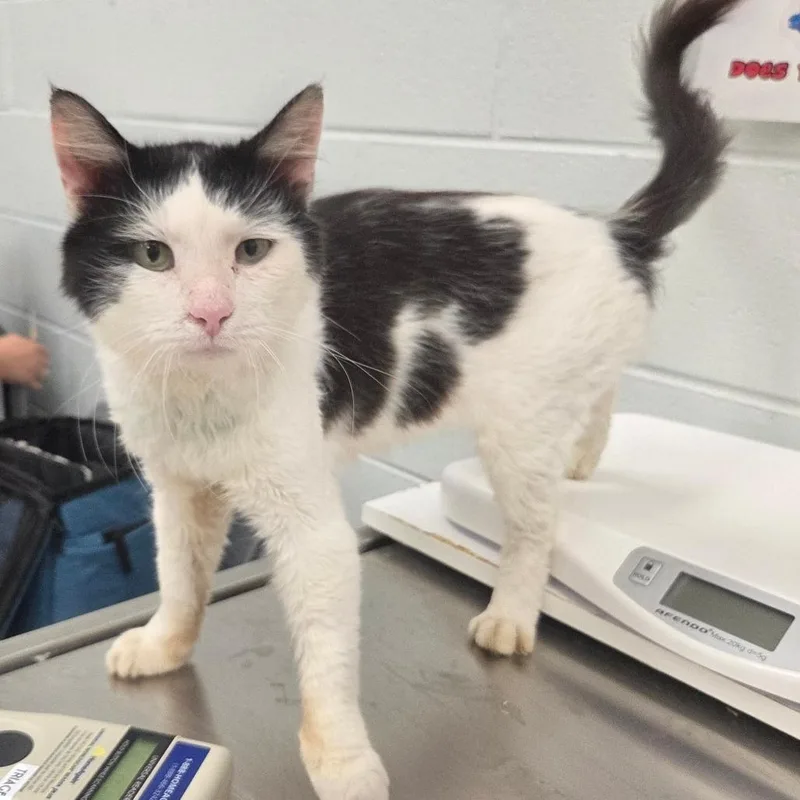 An adult medium-sized male White Domestic Short Hair cat named Cow for adoption in Chattanooga, TN