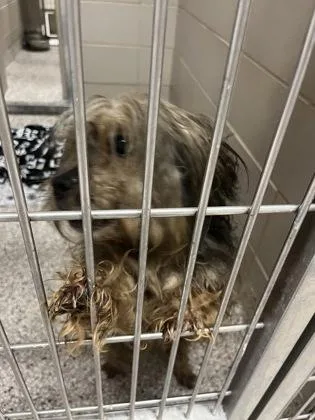 An adult small-sized male Yorkshire Terrier dog named Tony for adoption in Gastonia, NC