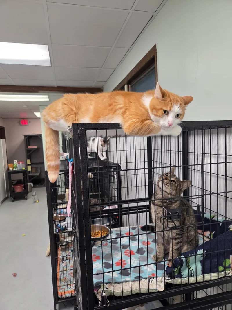 An adult medium-sized male Tabby (Orange / Red) Domestic Short Hair cat named Sunny for adoption in Grosse Ile, MI