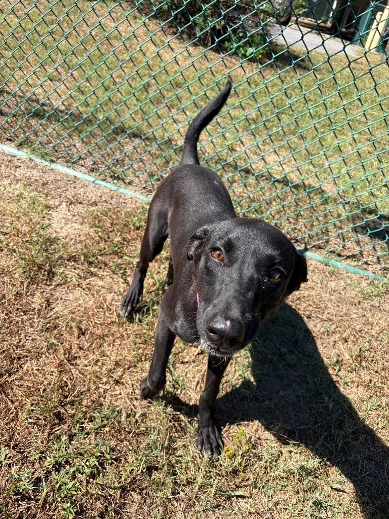A young medium-sized female Labrador Retriever dog named Katherine for adoption in Little Rock, AR