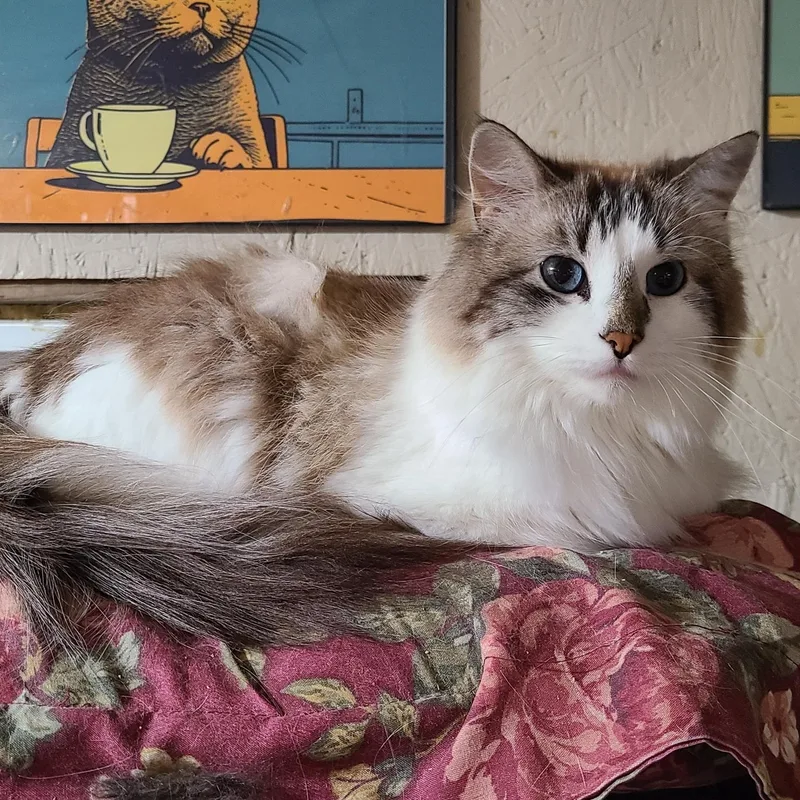 Swedish Puffball >>the Highmaintenance thumbnail 2