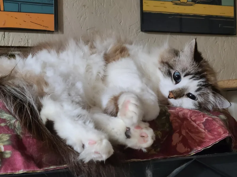 Swedish Puffball >>the Highmaintenance thumbnail 3