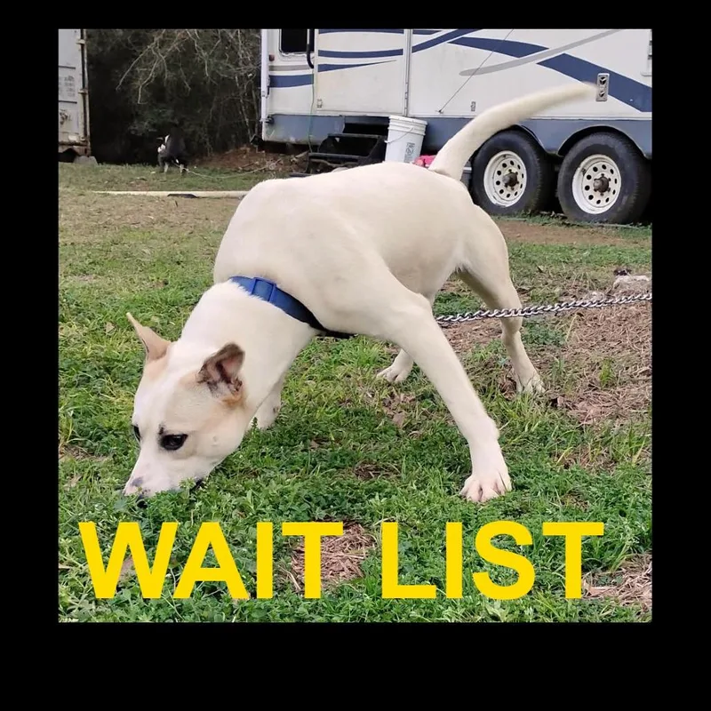 A young medium-sized male White / Cream Basenji dog named Taz for adoption in Livingston, TX