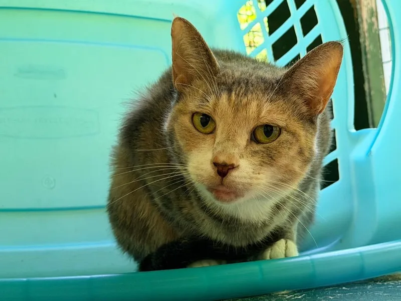 An adult medium-sized female Domestic Short Hair cat named Tammy for adoption in Pottsville, PA