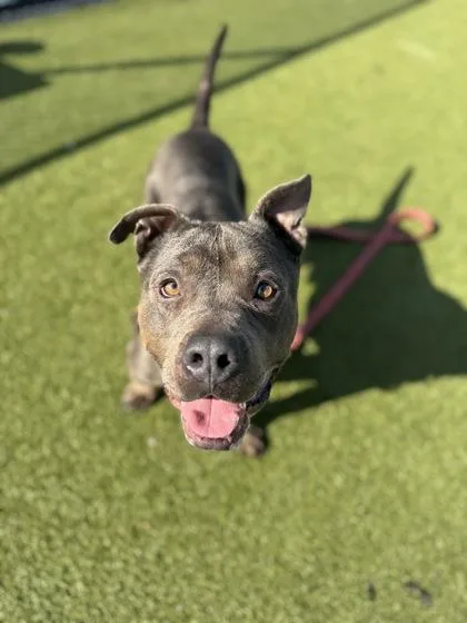 An adult medium-sized male Mixed Breed dog named Kong for adoption in Atlanta, GA
