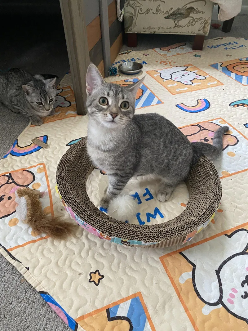 A young small-sized female Domestic Short Hair cat named Millie for adoption in Tarrytown, GA
