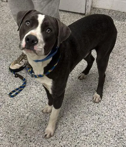 An adult large-sized male Gray / Blue / Silver Pit Bull Terrier dog named Toddy for adoption in Kansas City, MO