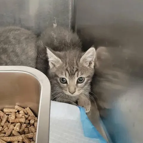 A baby small-sized female Gray / Blue / Silver Domestic Short Hair cat named Bo for adoption in Spokane, WA