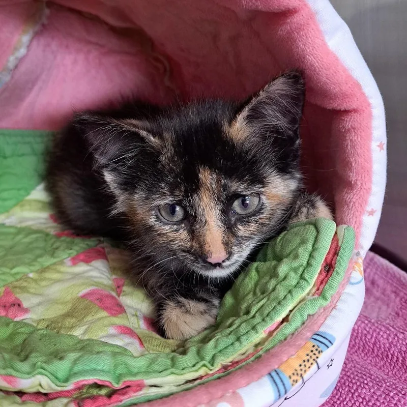 A baby small-sized female Tortoiseshell Domestic Short Hair cat named Stray Hold  Tiger's for adoption in Albuquerque, NM