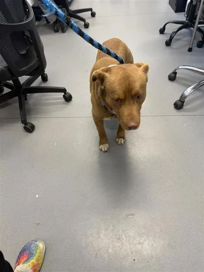 An adult medium-sized male Mixed Breed dog named Dutch for adoption in West Chester, PA