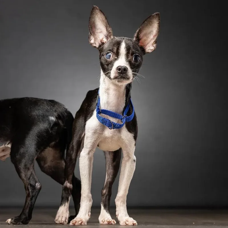 An adult small-sized male Chihuahua dog named Freddy for adoption in Jupiter, FL