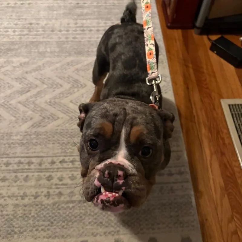 An adult medium-sized female Black English Bulldog dog named Daisy for adoption in Huber Heights, OH