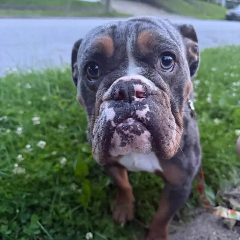 Daisy thumbnail 2