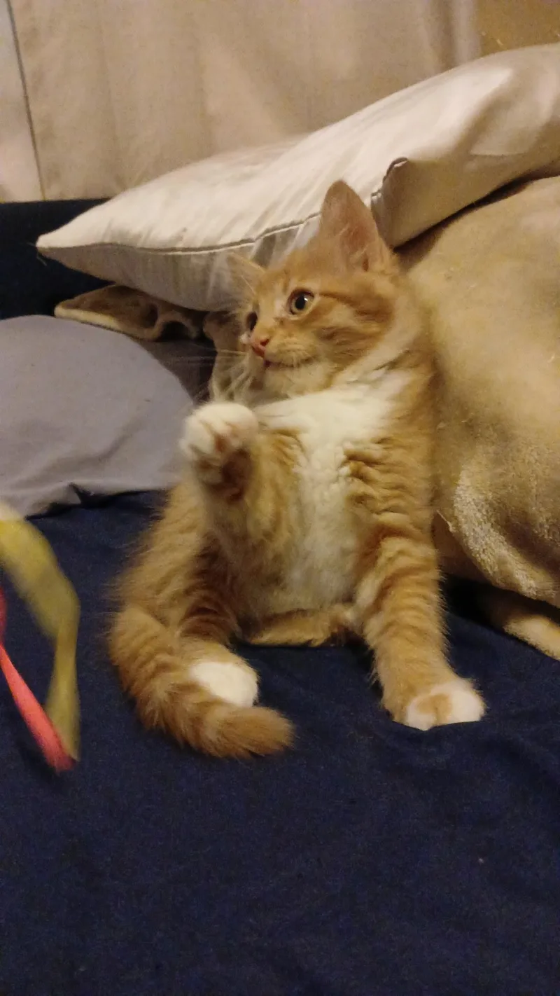 A baby medium-sized male Orange & White Domestic Medium Hair cat named Cheese Puff for adoption in Spring Branch, TX
