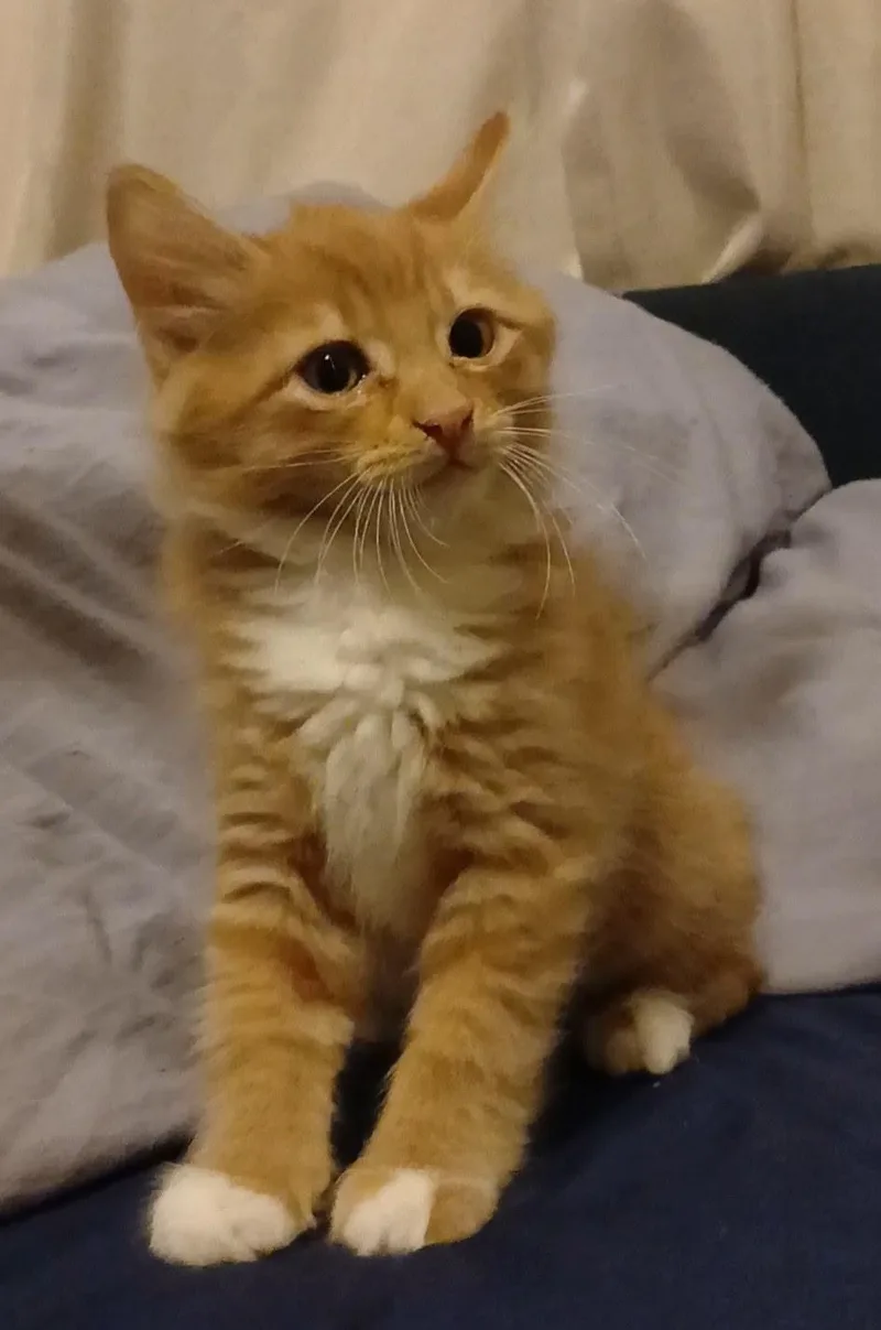 Cheese Puff thumbnail 2