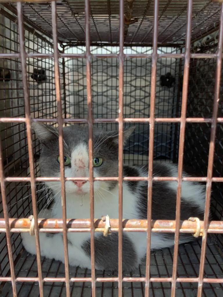 A young small-sized male Domestic Short Hair cat named Fred for adoption in New Braunfels, TX