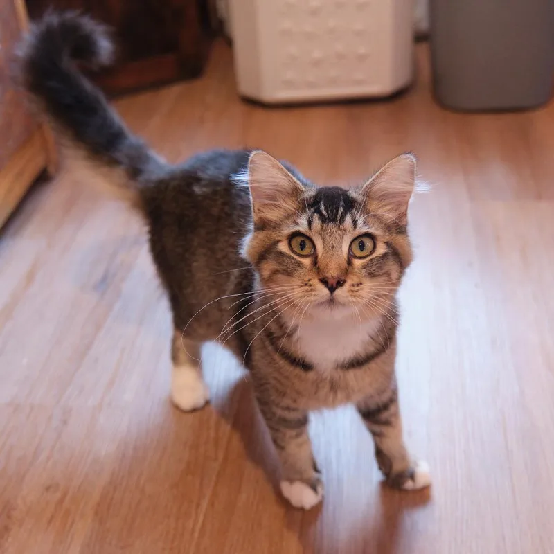 A baby medium-sized male Domestic Long Hair cat named Leon for adoption in Morgan Hill, CA