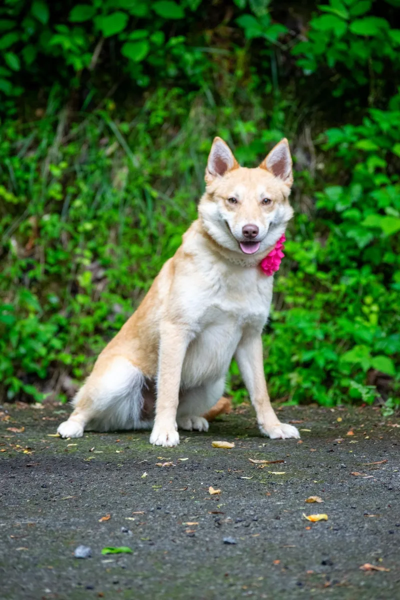 A young medium-sized female Yellow / Tan / Blond / Fawn Shiba Inu dog named Toast for adoption in Sevierville, TN