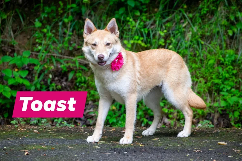 Toast thumbnail 4
