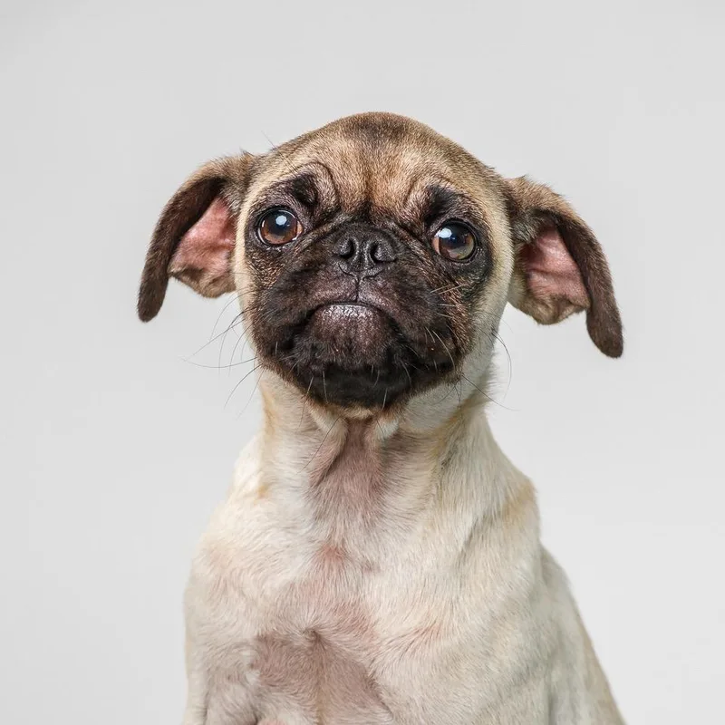A baby small-sized female Yellow / Tan / Blond / Fawn Pug dog named Janet for adoption in Palm Springs, CA