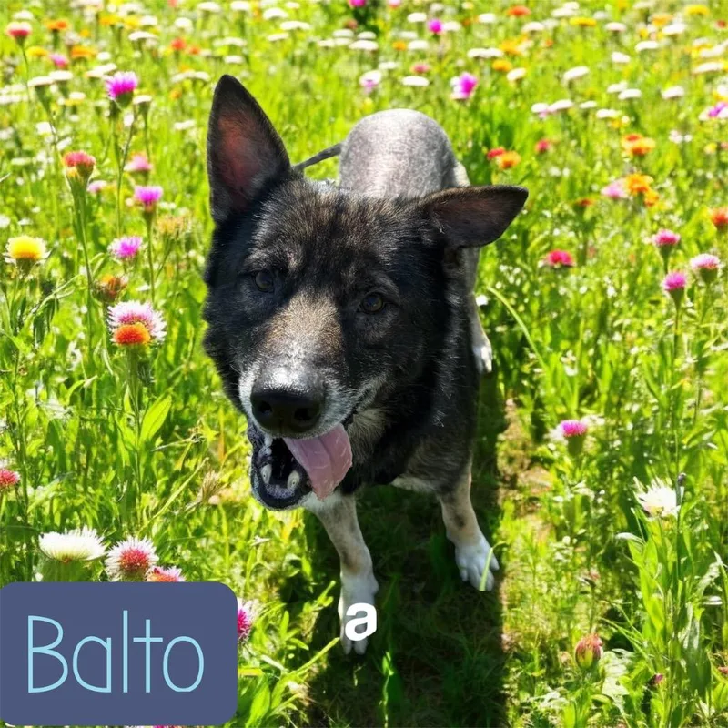 Balto