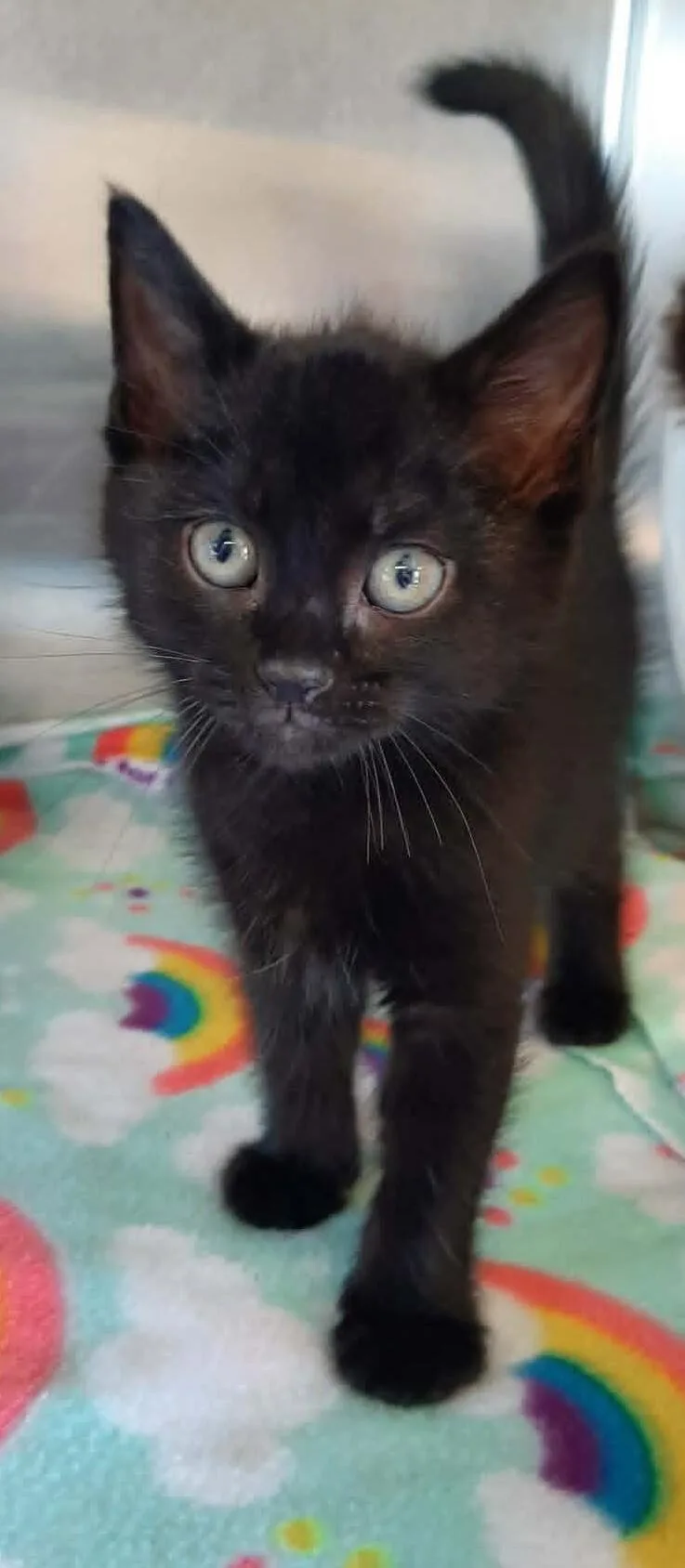 A baby medium-sized male Black Domestic Short Hair cat named Dazzle for adoption in Georgetown, OH