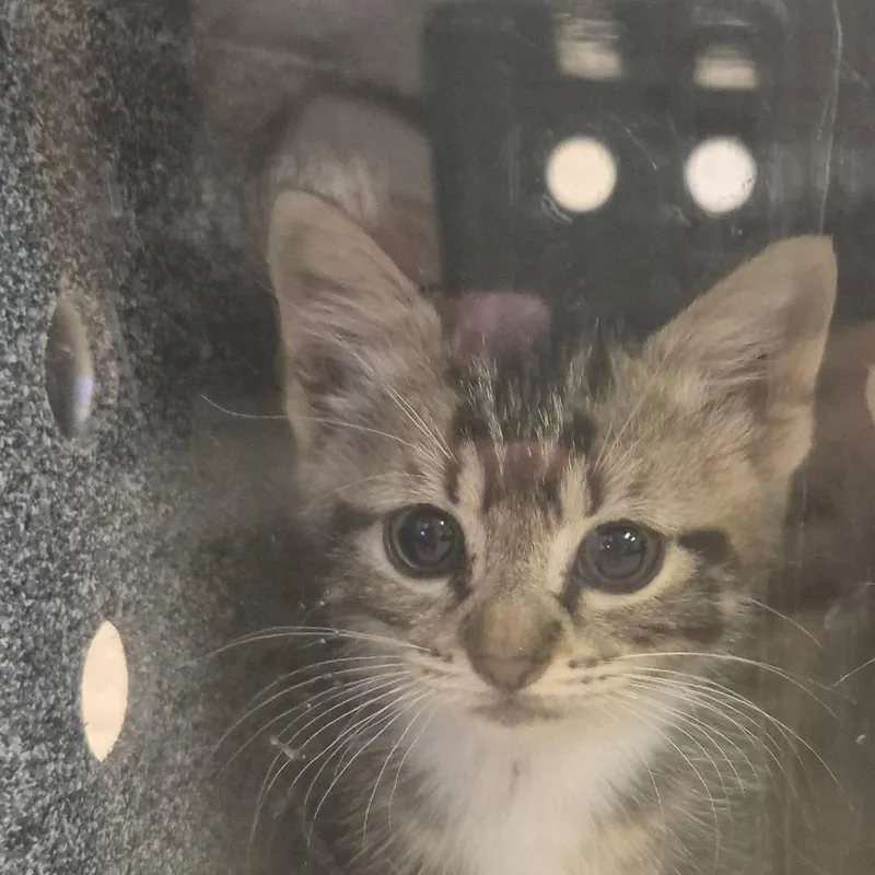 A baby small-sized female Brown / Chocolate Domestic Short Hair cat named Cinnamon for adoption in Birmingham, AL
