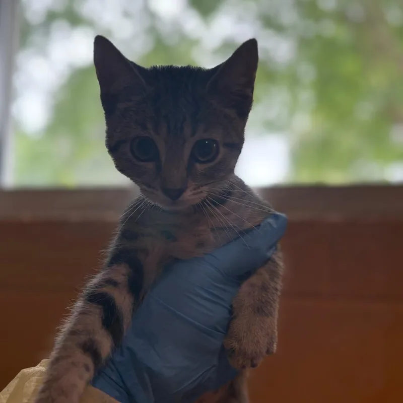 A baby small-sized female Black Domestic Short Hair cat named Aurora for adoption in Chesapeake, VA