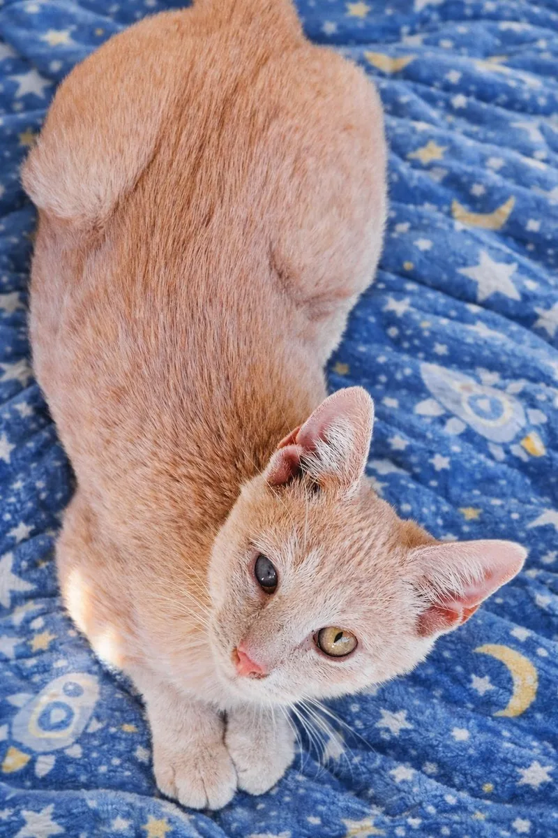 Wish =^.^= thumbnail 2