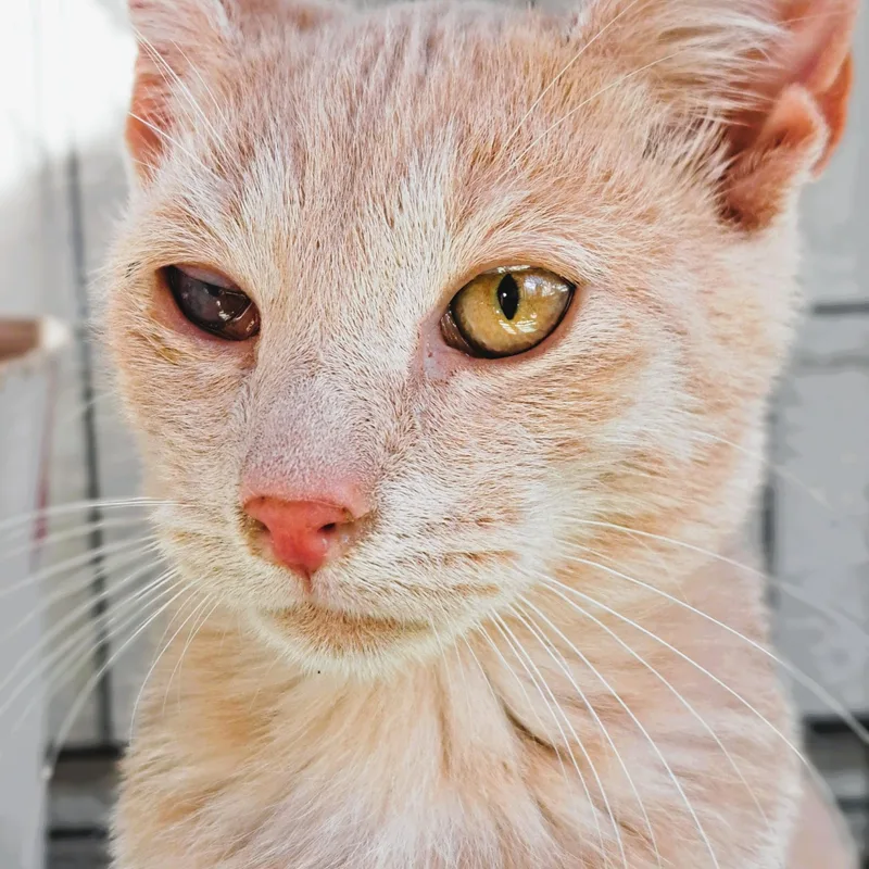 Wish =^.^= thumbnail 3