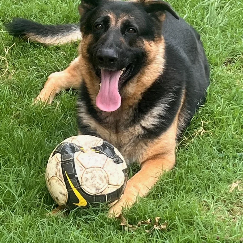 An adult large-sized male German Shepherd Dog dog named Bear for adoption in Lavon, TX