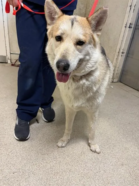 An adult large-sized female Siberian Husky dog named Cassie for adoption in Riverside, CA