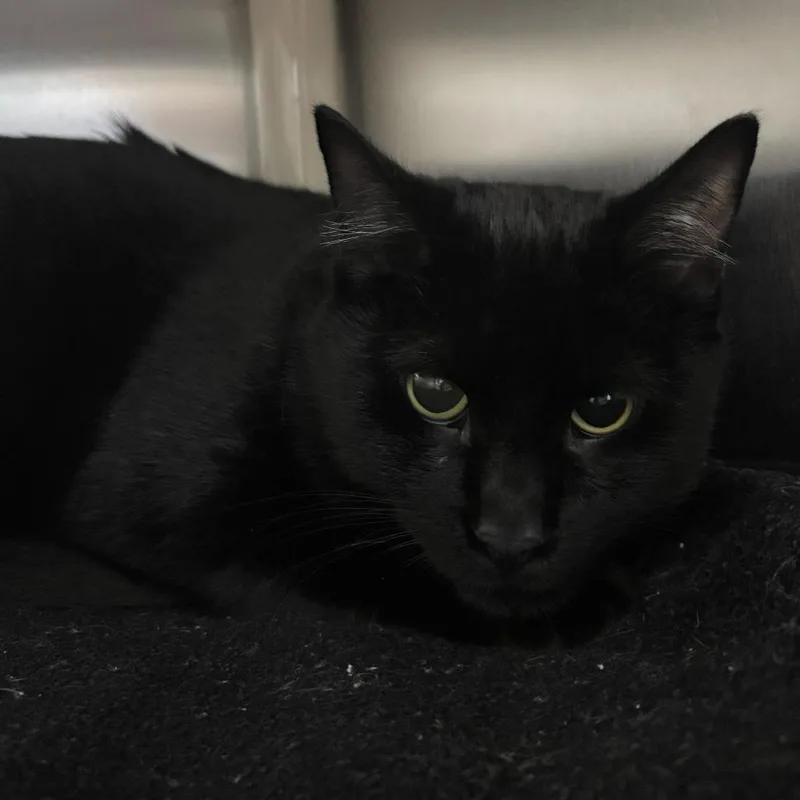 A young large-sized male Black Domestic Short Hair cat named Edgar Allen Poe for adoption in Newark, DE