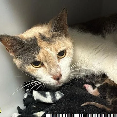 A baby medium-sized female Buff / Tan / Fawn Domestic Short Hair cat named Robbie for adoption in West Palm Beach, FL
