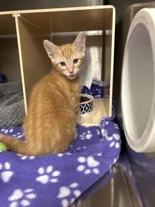 A baby medium-sized male Domestic Short Hair cat named Mackey for adoption in Picayune, MS