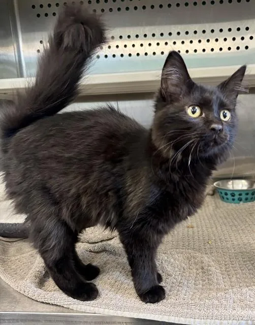 A baby small-sized female Domestic Long Hair cat named Marsha for adoption in Kalamazoo, MI