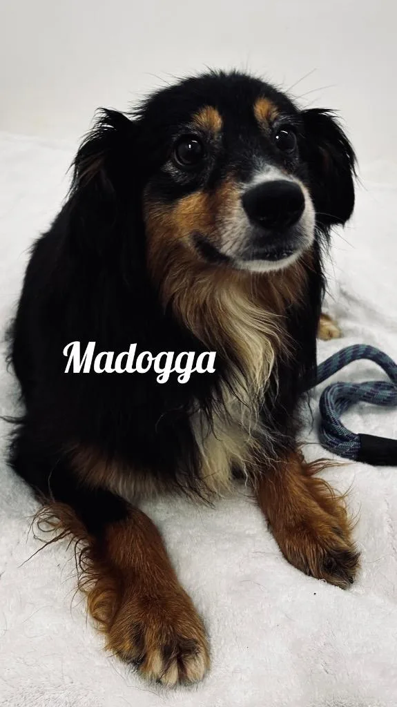 An adult medium-sized female Australian Shepherd dog named Madogga for adoption in Jacksonville, IL