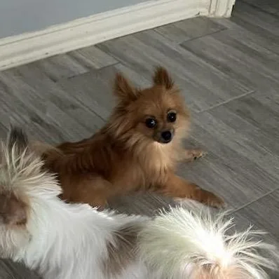 An adult small-sized female Red / Chestnut / Orange Pomeranian dog named Bella Mia for adoption in Houston, TX