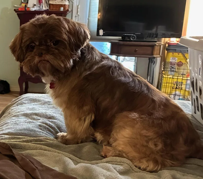 A young small-sized male Shih Tzu dog named Bryce for adoption in Garland, TX